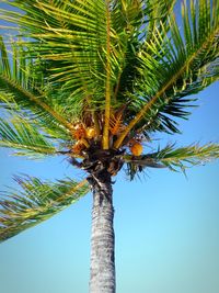 Low angle view of palm tree against sky