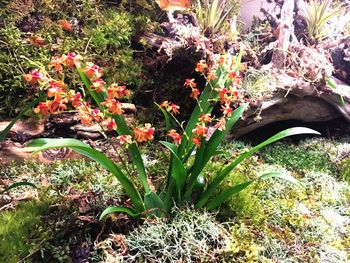 Plants growing outdoors