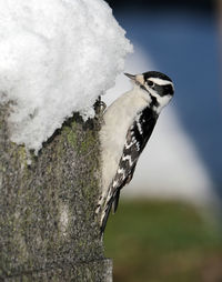 Close-up of bird perching on tree trunk