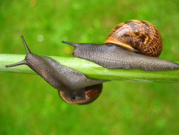 View of two snails on plant stem