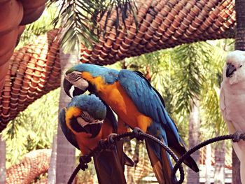 Gold and blue macaws perching on metal