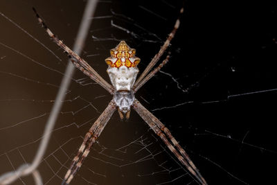 Close-up of spider web