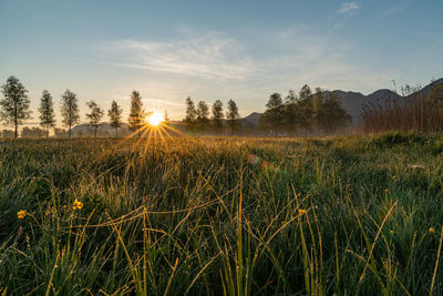 Scenic view of field against sky during sunset