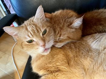 Portrait of cat lying down