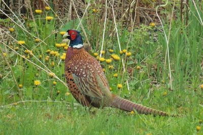 Bird perching on a field