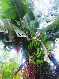 Close-up of banana leaves on plant