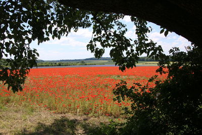 Scenic view of flowering trees on field against sky