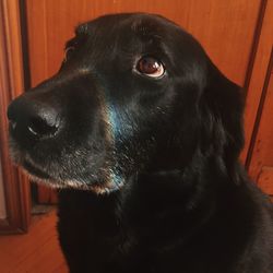 Close-up of black dog looking away at home