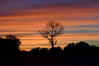 Silhouette of trees at sunset