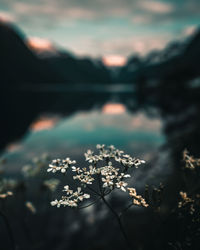 Close-up of cherry blossom by lake against sky