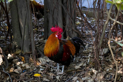 Beautiful bantam lives in the temple.