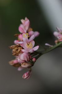 Close-up of pink flowers