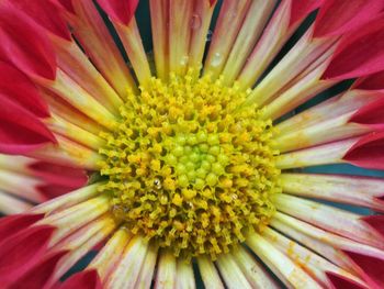 Full frame shot of flower