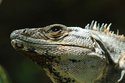 Close-up of lizard