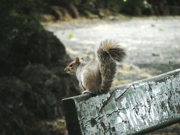 Close-up of squirrel perching on wood