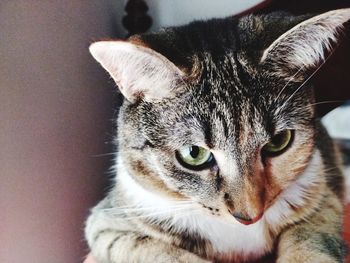 Close-up portrait of a cat looking away