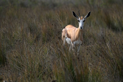 Portrait of horse standing on field