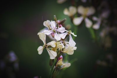 Close-up of white flowering plant radish flowers 