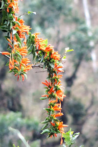 Close-up of orange flowers on tree during autumn