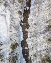 Reflection of trees on snow covered land