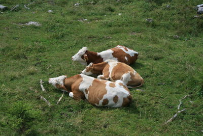 Dog relaxing on field