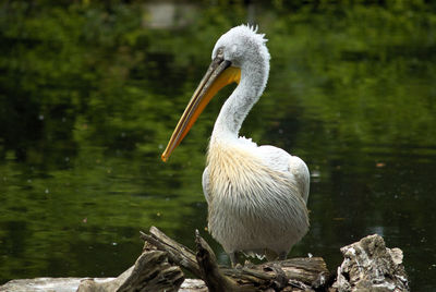 Close-up of pelican on lake