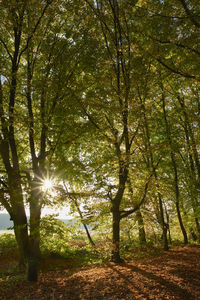 Trees in forest