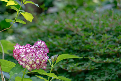 Close-up of pink flowering plant