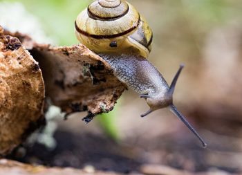 Close-up of snail