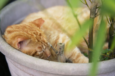 Close-up of a cat drinking water