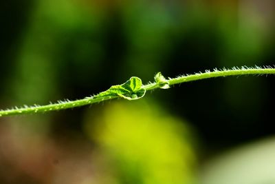 Close-up of green plant on field