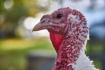 Close-up of female turkey