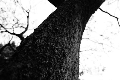 Close-up of tree trunk against sky