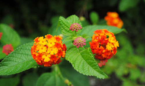 Close-up of orange flowers blooming outdoors