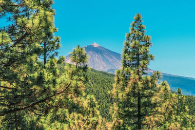 Trees on landscape against clear blue sky