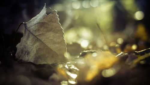 Close-up of dry leaf outdoors