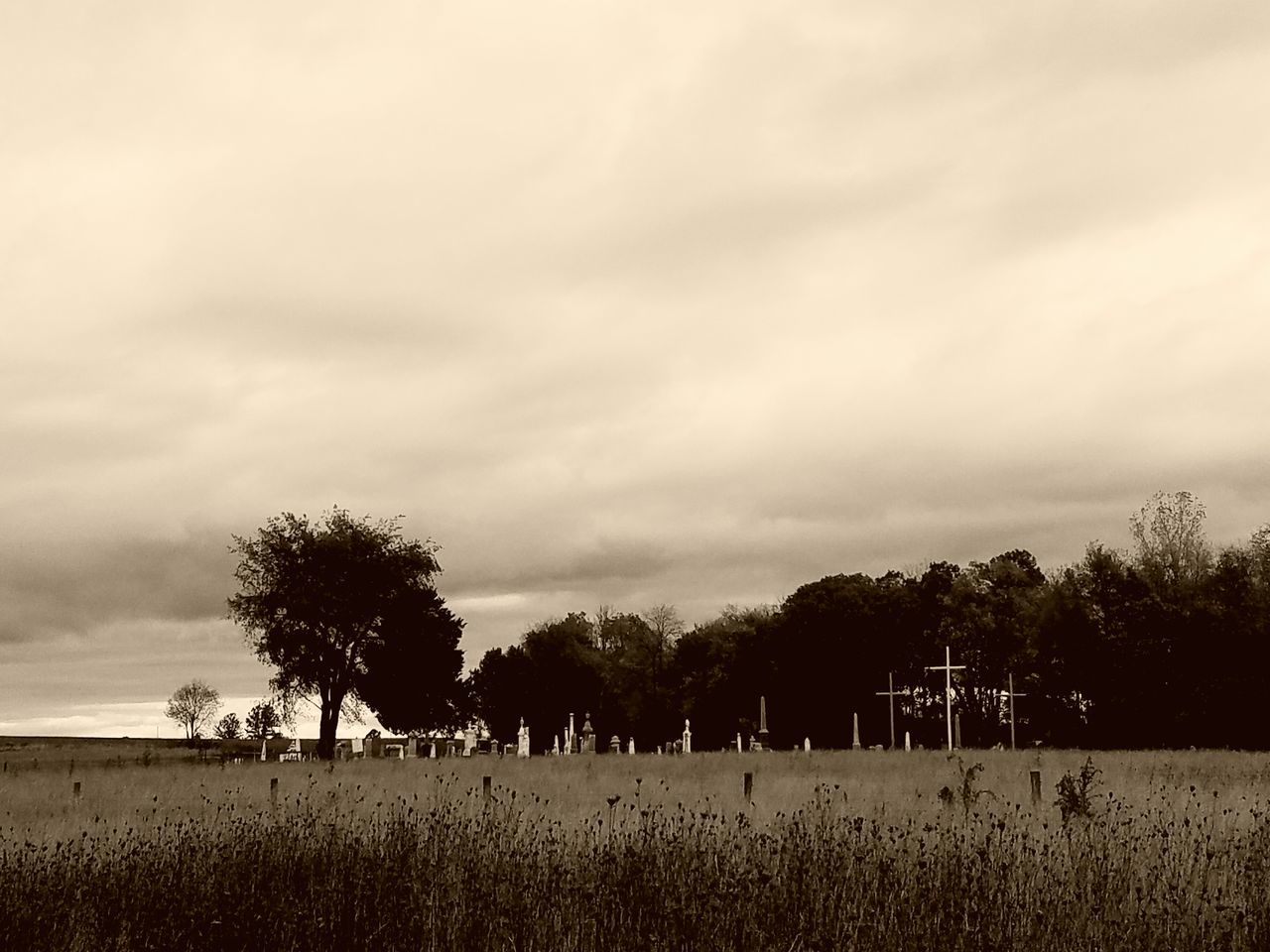 tree, tranquil scene, tranquility, landscape, sky, cloud, scenics, beauty in nature, solitude, non-urban scene, nature, field, growth, cloud - sky, plant, countryside, outdoors, vacations, day, remote, tourism, grass area, cloudy