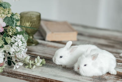 A group of cute easter bunny rabbits on the table in the living room. beautiful cute pets