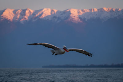 Low angle view of bird flying against mountain