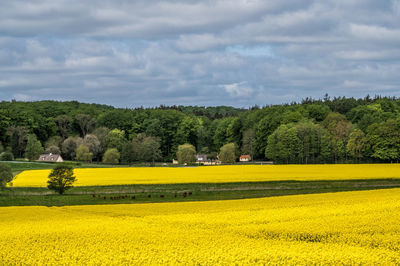 Landscape and rapeseed fields at manor house aakjær