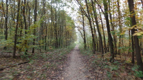 Dirt road amidst trees in forest