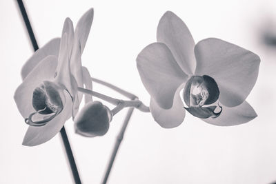 Close-up of flowers blooming