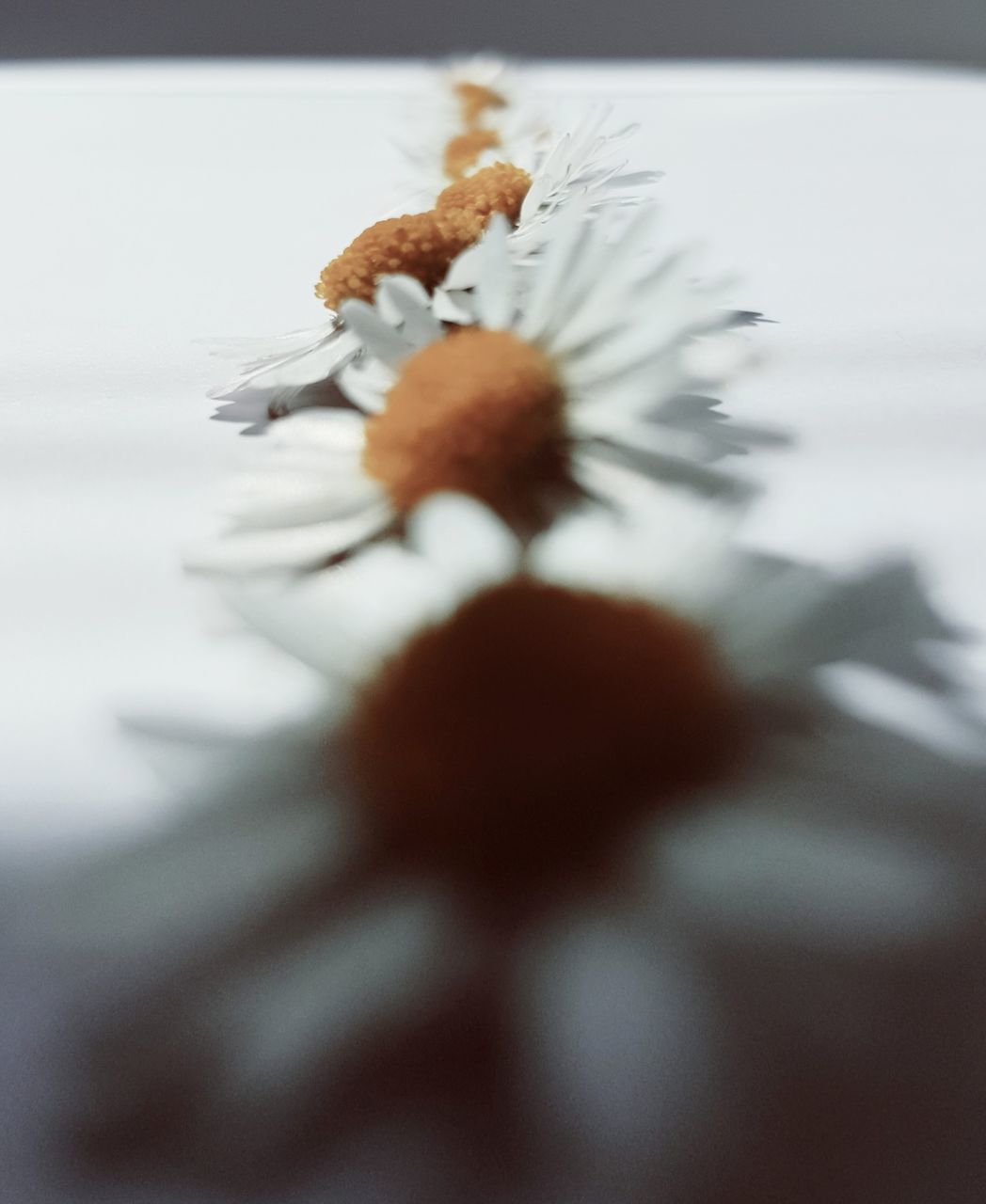 CLOSE-UP OF FLOWER ON TABLE