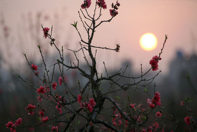 Close-up of flowering plants against sunset sky