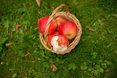 High angle view of apples in basket on field