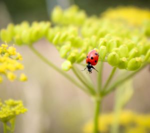 Close-up of ladybug on flower