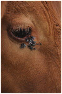 Close-up of flies on horse eye