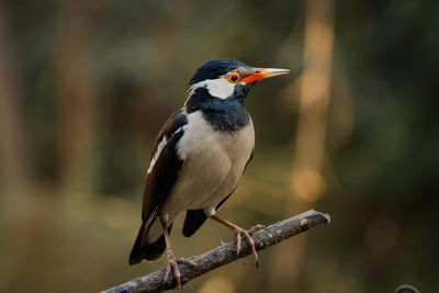 Close-up of pied starling perching on branch
