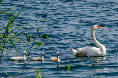 Swan swimming with cygnets on lake