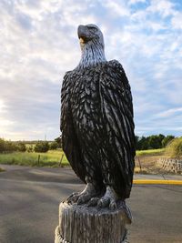 Close-up of eagle perching on road against sky